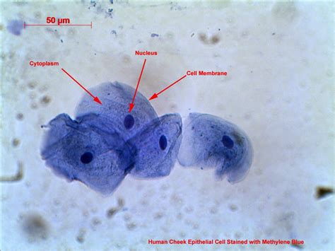 Un rincón del aula de biología: Microscope observation of cheek cells