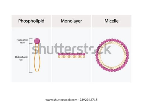 Micelle Structure Soap Molecule Micelle Formation Stock Vector (Royalty Free) 2392942715 ...