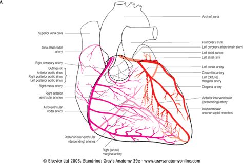 Coronary Anatomy: Visualizations and Variations