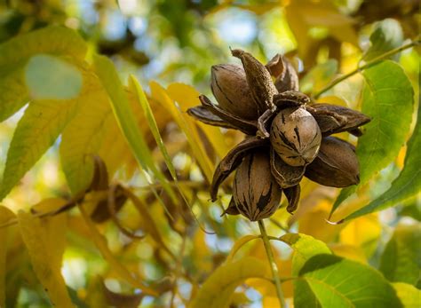 Pecan | Description, Uses, & Cultivation | Britannica