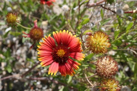 Wild Desert Flowers in Palm Springs, California