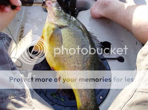 Golden Perch ( Size? Weight? ) | Kayak and Fishing Forum