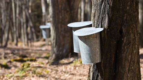 One Canadian Province Produces Most Of The World's Maple Syrup Supply