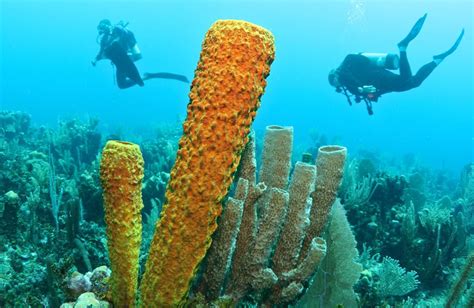 Explore Belize's Great Barrier Reef in 2023 | Belize Barrier Reef Vacations