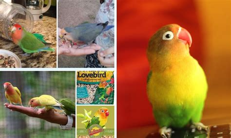 The Role of Fresh Love Birds Food in a Lovebird's Diet: Hydration ...