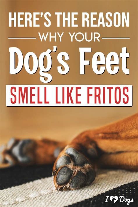 Here's The Reason Why Your Dog's Feet Smell Like Fritos | Feet smelling, Dogs, Dog smells