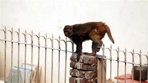 Delhi Assembly Speaker says will write to North civic body to control monkey menace - delhi news ...