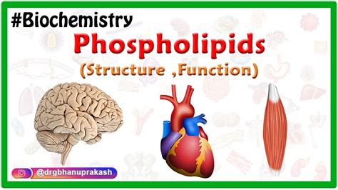 Phospholipids Structure ,Function , Types - Animation ( Medical Biochemistry ) - YouTube