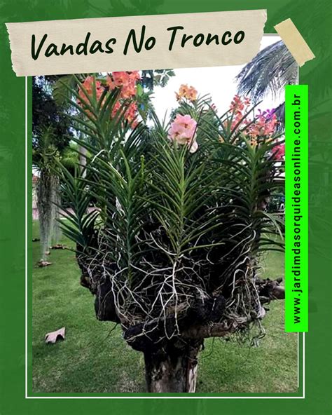 Ideias para plantar orquídeas vandas. - Jardim das orquídeas Online