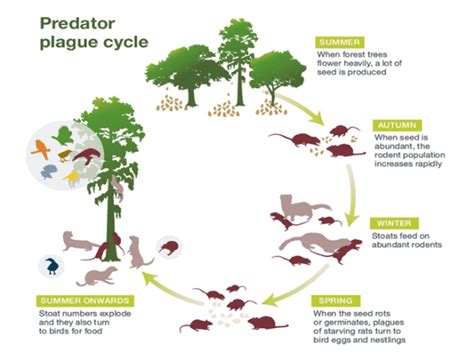 We’re worried about mohua | Conservation blog