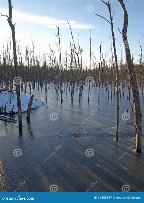 Beaver Habitat stock image. Image of trees, snow, nature - 27850547