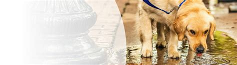 Canine Leptospirosis | Merck Animal Health USA