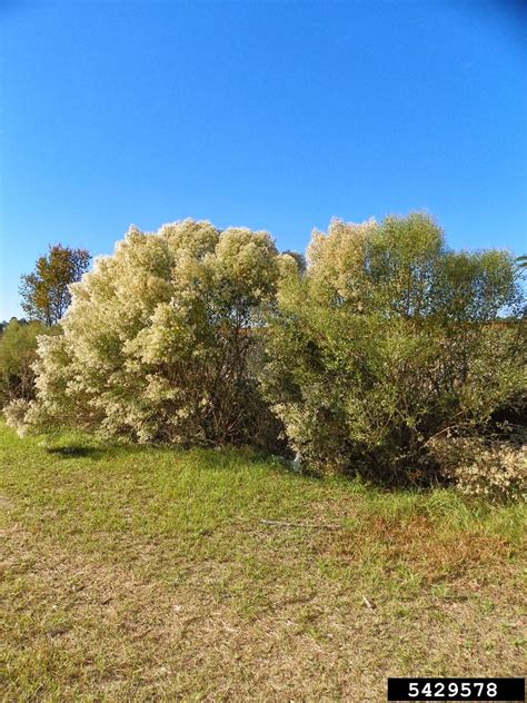 Winston County Natural Resources Council: Eastern Baccharis (Baccharis halimifolia ...