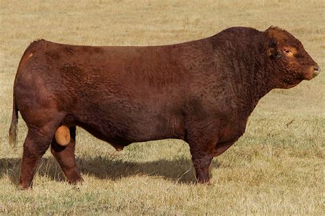 Red Simmental Show Cattle