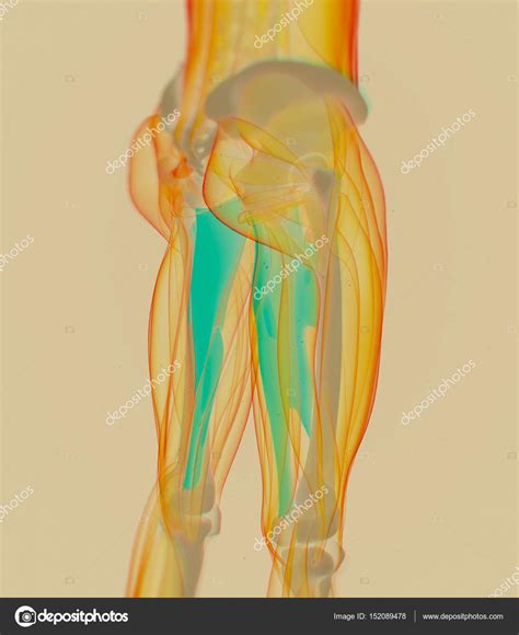 Adductor Muscles anatomy model Stock Photo by ©AnatomyInsider 152089478