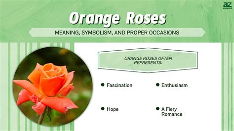 Orange Roses: Meaning, Symbolism, and Proper Occasions - A-Z Animals