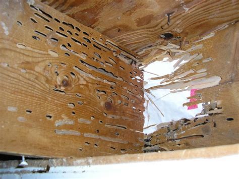 What Are Carpenter Ants? | Pest Info | Rambo Total Pest Control