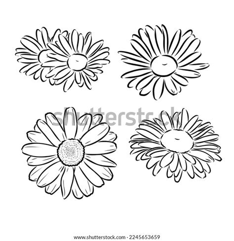 Daisy Flower Line Art Drawing Vector Stock Vector (Royalty Free ...