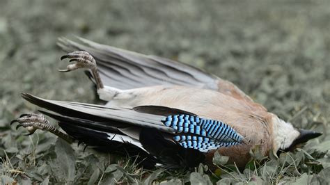 Wild Bird Diseases: How to Keep Birds Safe