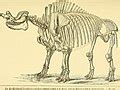 Category:Megacerops fossil illustrations - Wikimedia Commons