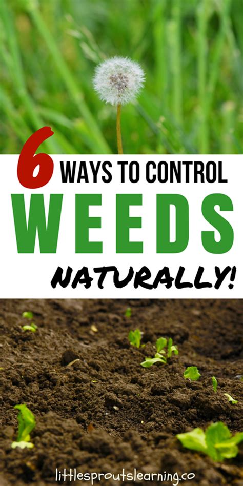 6 Ways to Get Rid of Weeds Naturally in the Garden