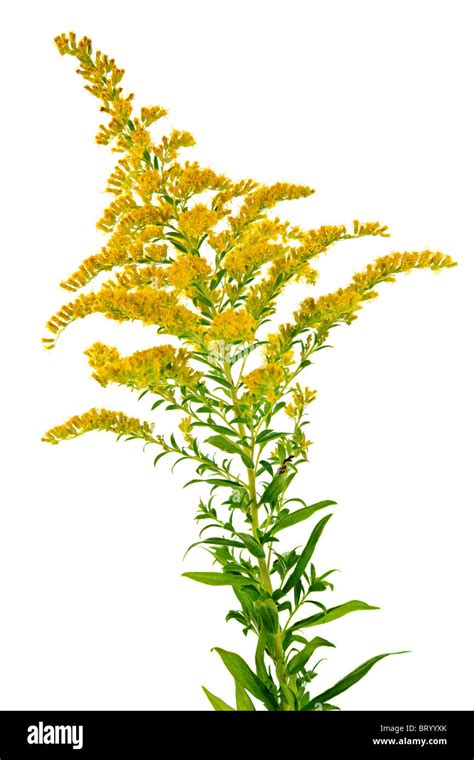 Blooming goldenrod plant isolated on white background Stock Photo - Alamy