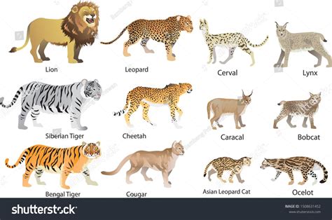 Which Animals Belong to Cat Family - Coffeytrust