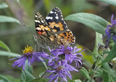 Michigan | Butterflies and Moths of North America