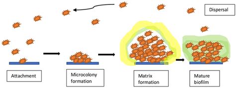 The stages of biofilm formation | Download Scientific Diagram