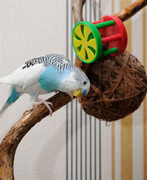 How to Take Care of Your Pet Budgie Bird (Budgerigar)