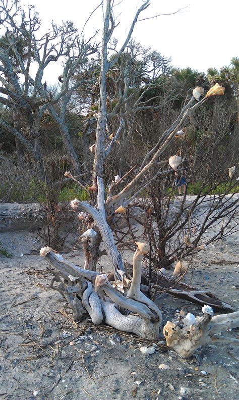 Botany Bay, near Edisto, SC Pristine beach, lots of shells, trees growing out into the surf ...