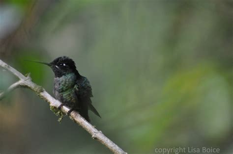 Hummingbirds of Panama | The Accidental Birder