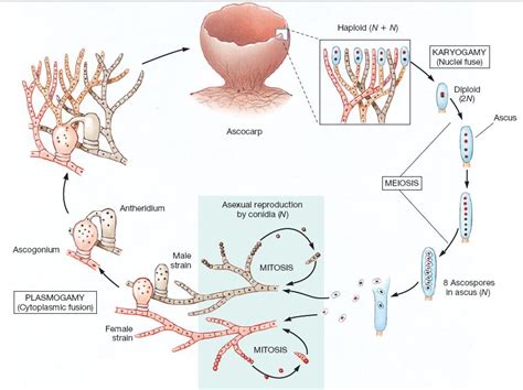 Fungi Reproduction Diagram