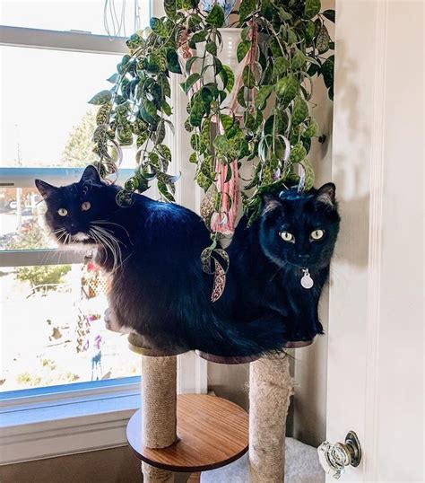 Cat Mom Crafts a Mid-Century Cardboard Cat House