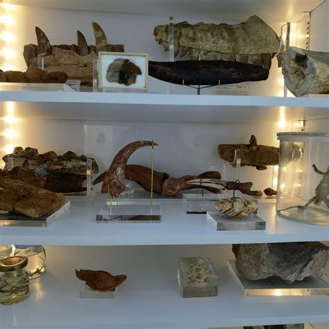 Over 1,000 fossils in museum-like home: S'porean man, 43, never lost ...