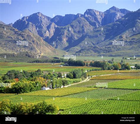 Vineyards in the Hex River Valley in Autumn Western Cape South Africa Stock Photo - Alamy