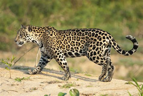 ¿Por qué está el jaguar en peligro de extinción?