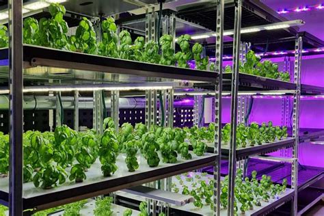 Plant factory technology makes vertical farming sustainable! - Avisomo