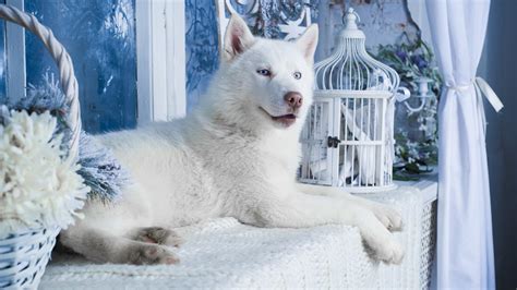 White Husky Wallpapers - Top Free White Husky Backgrounds - WallpaperAccess