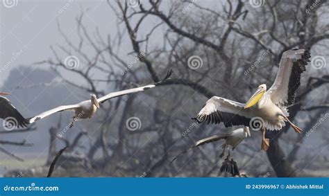 Great White Pelican Migration in Jungle Stock Image - Image of keoladeo ...