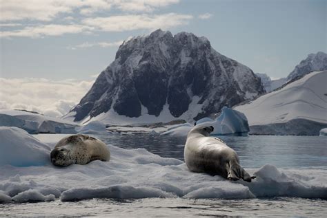 Seals floating on iceberg in Antarctica | Smithsonian Photo Contest | Smithsonian Magazine