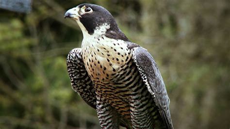 Falcon Images: Peregrine Falcon Catching Prey Video