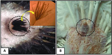 Gross anatomy of uropygial gland in duck (A) and pigeon (B). Double... | Download Scientific Diagram