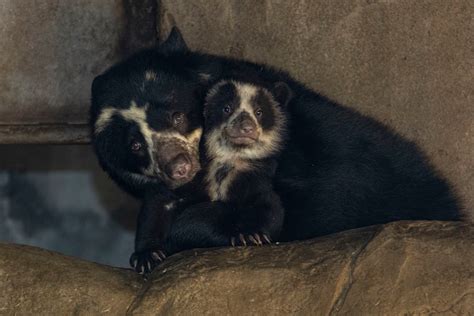 Spectacled Bear Cubs