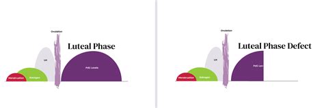 All About Luteal Phase Defect