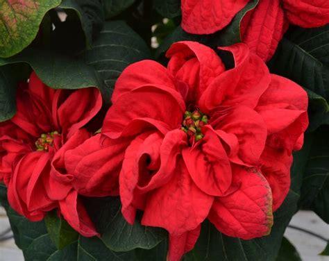 Top 5 Poinsettia Plant Varieties | Fairview Garden Center