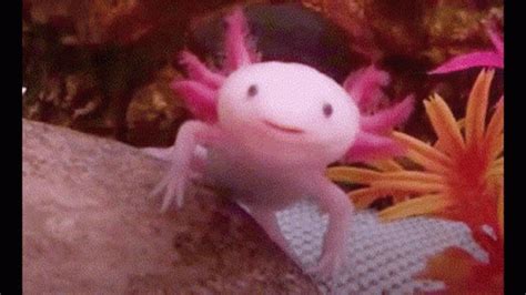 Axolotl Pop Cat GIF – Axolotl Pop Cat – Ищите GIF-файлы и обменивайтесь ими