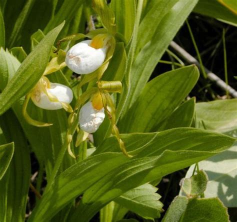 Cypripedium Plant Growing & Care Guide for Gardeners