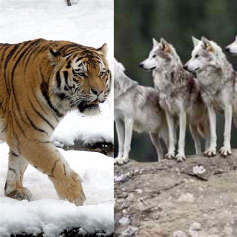 Tiger Vs Wolf Fight