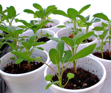 How To Avoid Damping-off In Seedlings | Crafty For Home